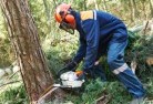 Queenwoodtree-cutting-services-21.jpg; ?>